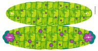 LEGO part Plastic Sheet for Set 41253 - (69188/6312448) 41253pls01